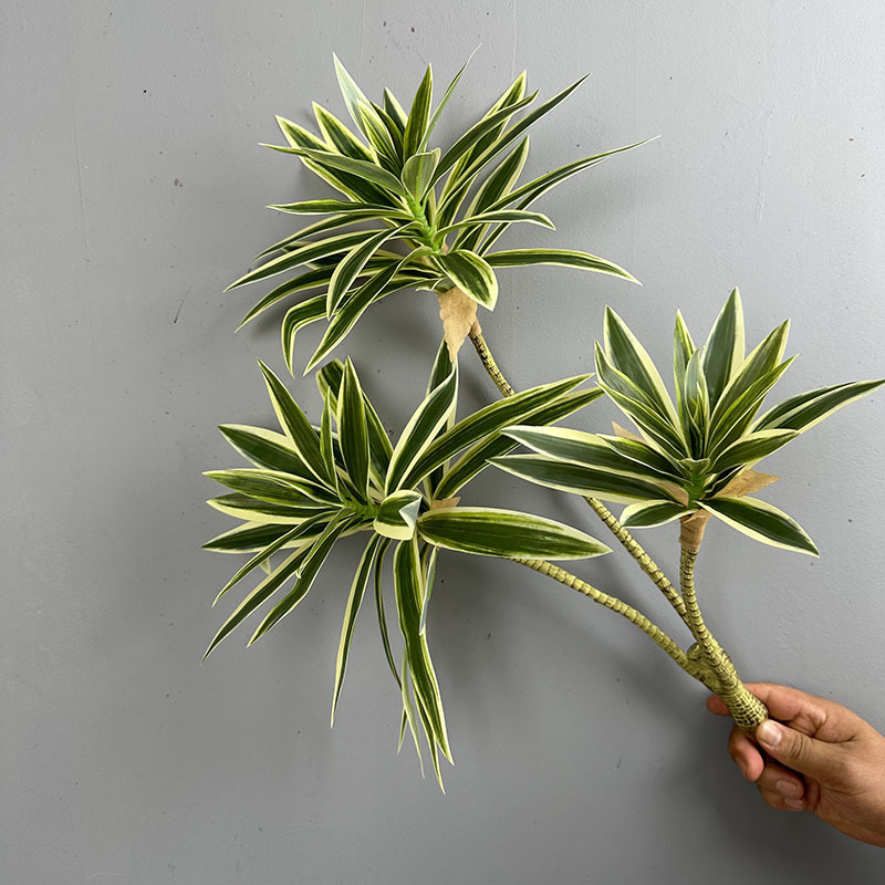 Simulated Green Plants 3 Heads - Dracaena Marginata review and price